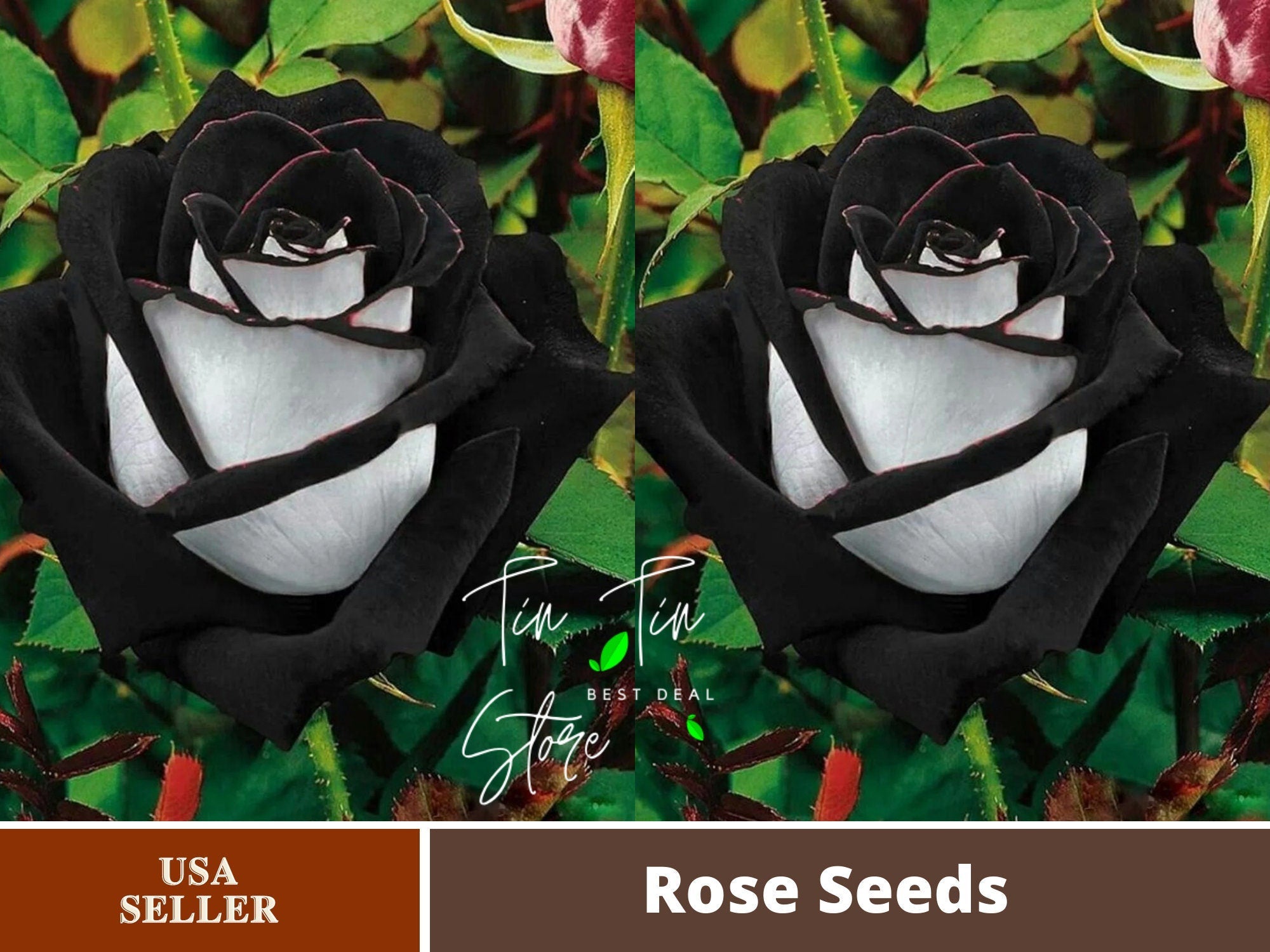 30 Rare Seeds| Black heart white rose flower seeds#1135