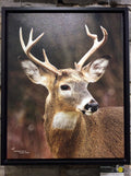 Young Buck at Lemoine Point