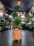 Dracaena Janet Craig Compacta Cane