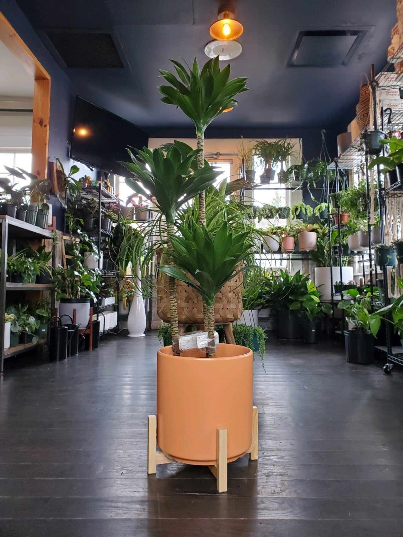 Dracaena Janet Craig Compacta Cane