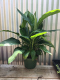 Spathiphyllum (peace lily)