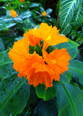 Insulin Plant (Costus igneus)