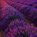 Lavender 'Grosso'  - The Diggers Club