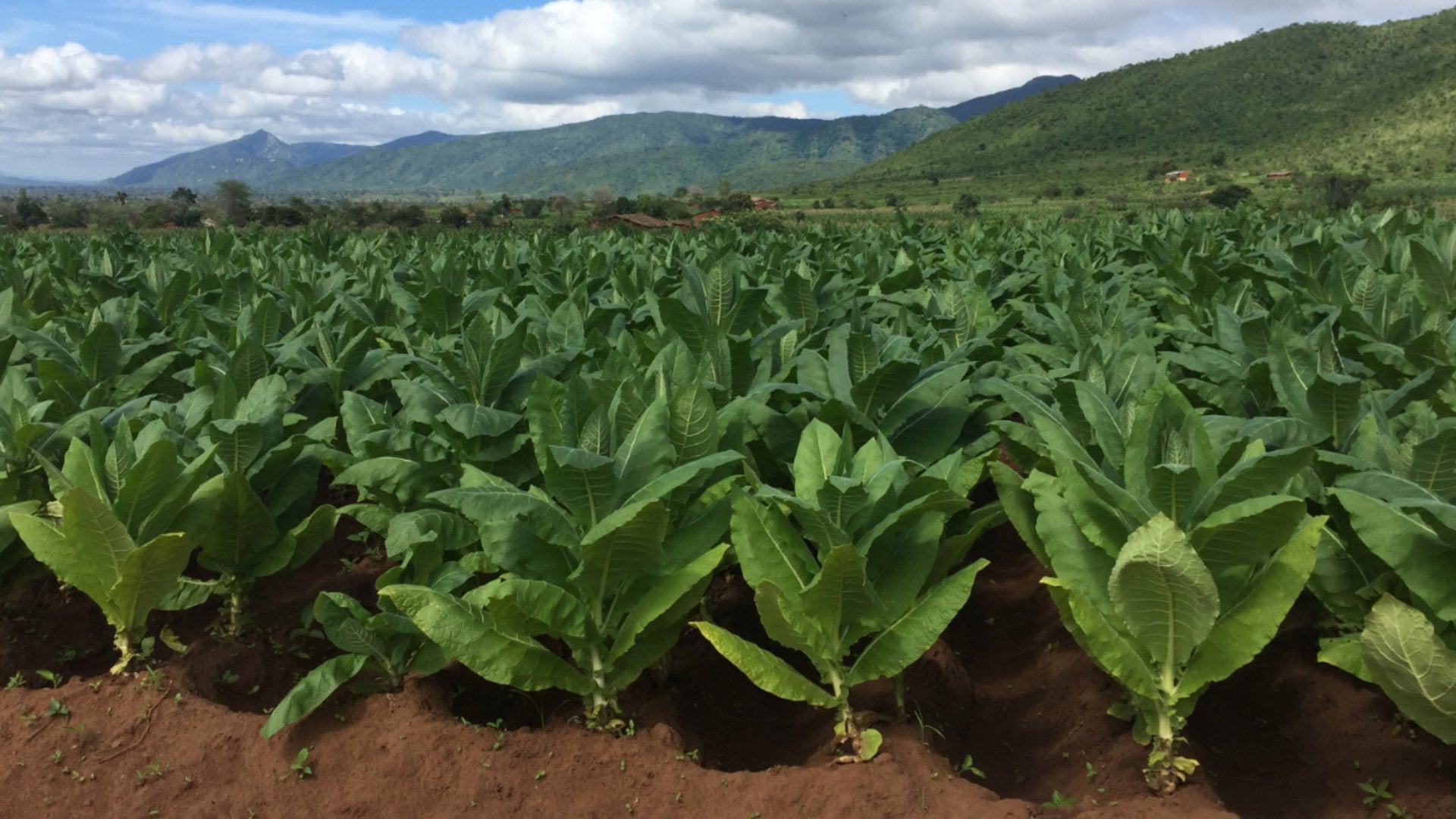 Malawi