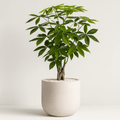 Money Tree (Pachira aquatica) - Bird of Paradise USA - 2 - 3 Feet