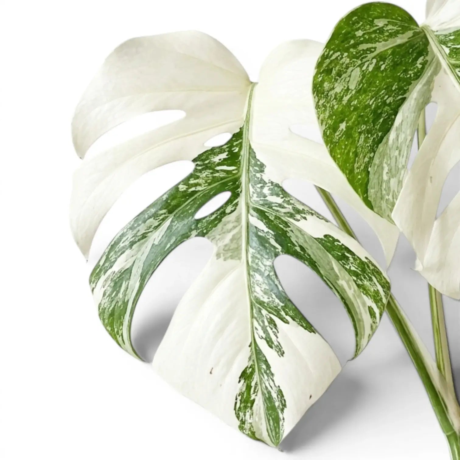 Monstera deliciosa albo Super White variegated plant in a nursery pot on white background