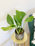 Monstera Pinnatipartita Plants GrowTropicals