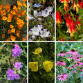 Native Partial Shade Wildflower Seed Mix|Native Partial Shade Wildflower Seed Mix