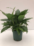 Peace Lily Plants Parkesdale Market