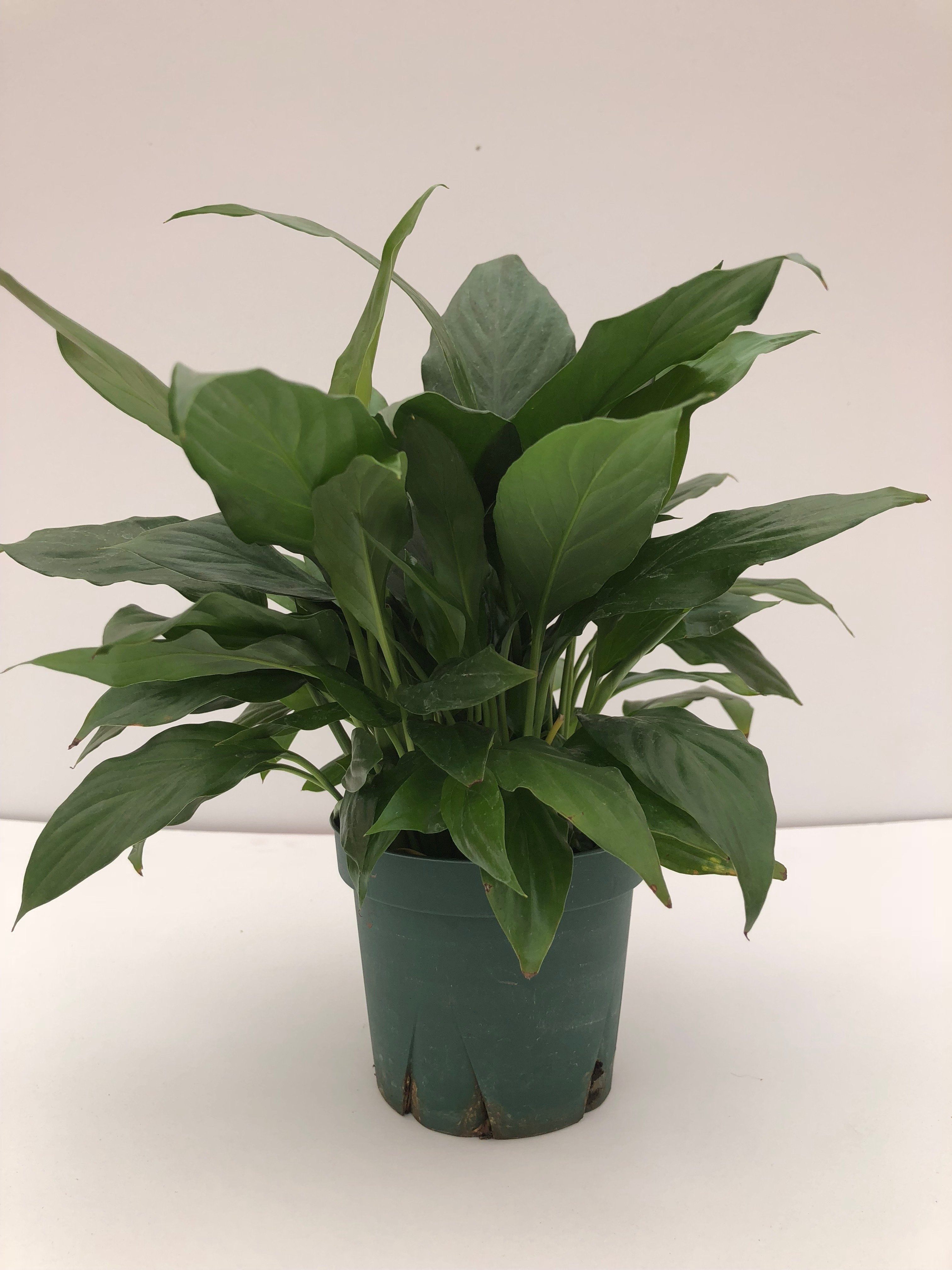 Peace Lily Plants Parkesdale Market