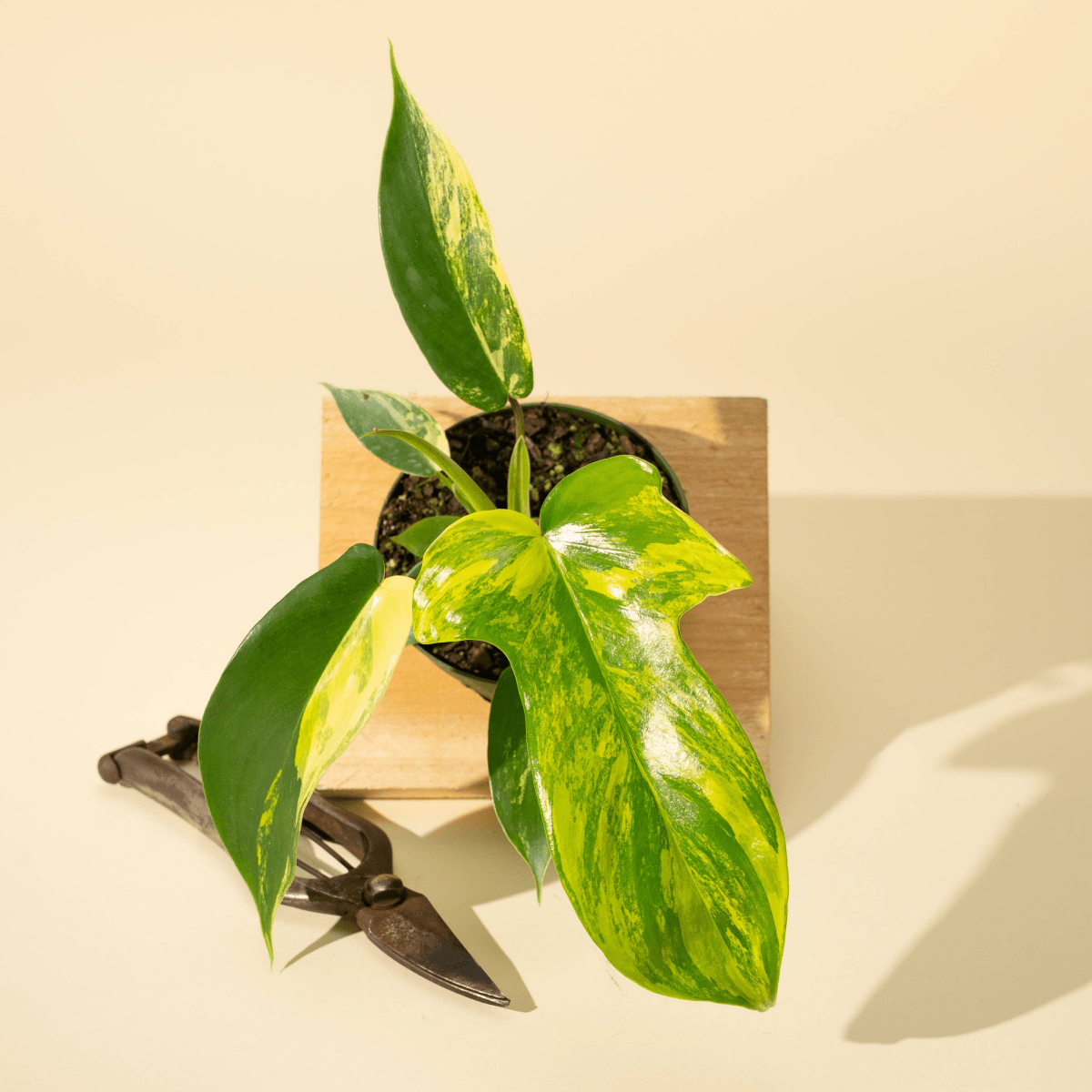 Philodendron Florida Beauty ‘Sunrise’ with golden cream variegation on deeply lobed leaves