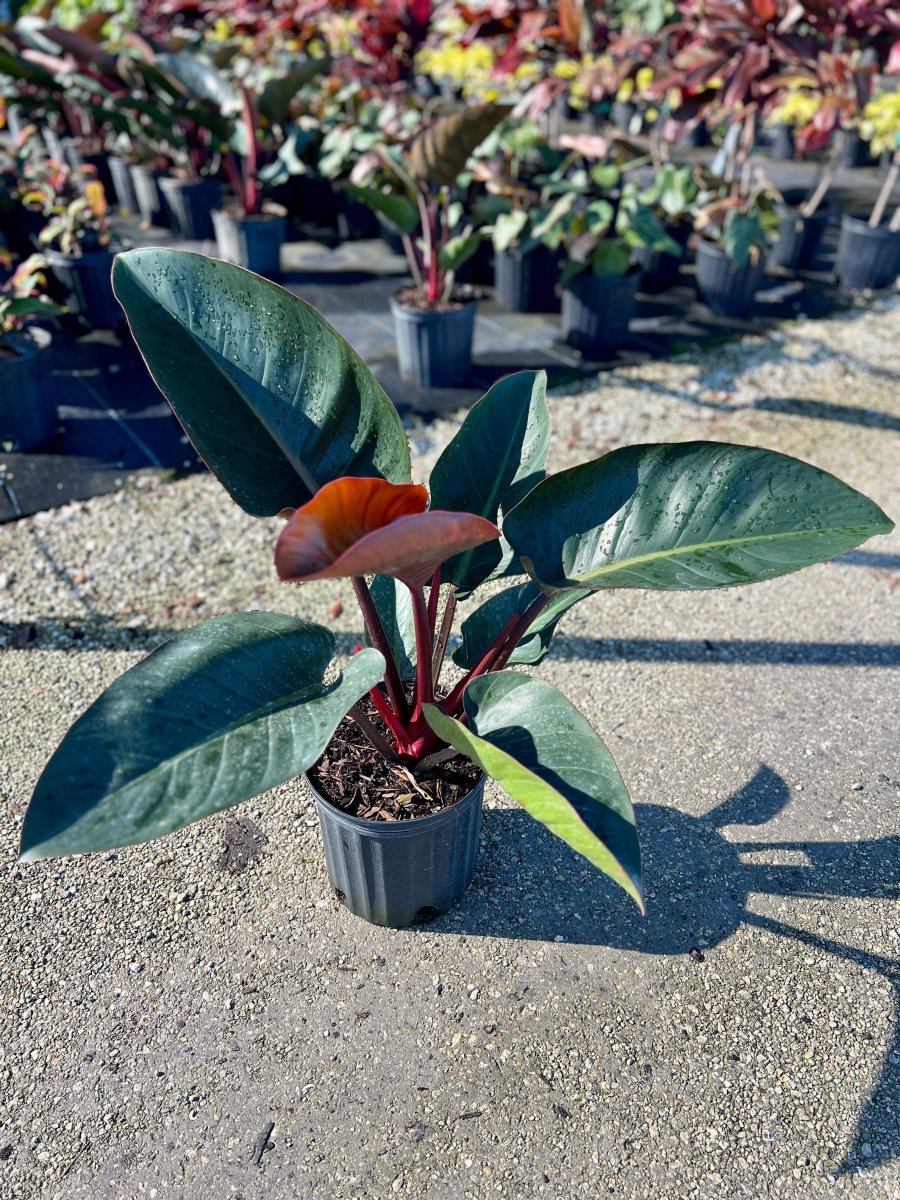 Red Congo Philodendron (Philodendron 'Rojo Congo') - PlantologyUSA - 3 Gallon