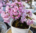 Mini Asahiyama Sakura (Kirschblüten Bonsai) -TC