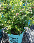 Vaccinium Peach Sorbet® (Bushel and Berry® Peach Sorbet®)