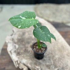 Monstera 'Thai Constellation'