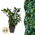 Kirschlorbeer - Prunus laurocerasus Etna - Blatt grün - 6 Pflanzen - 1 laufender Meter - immergrün - Topf 17cm Höhe 50cm