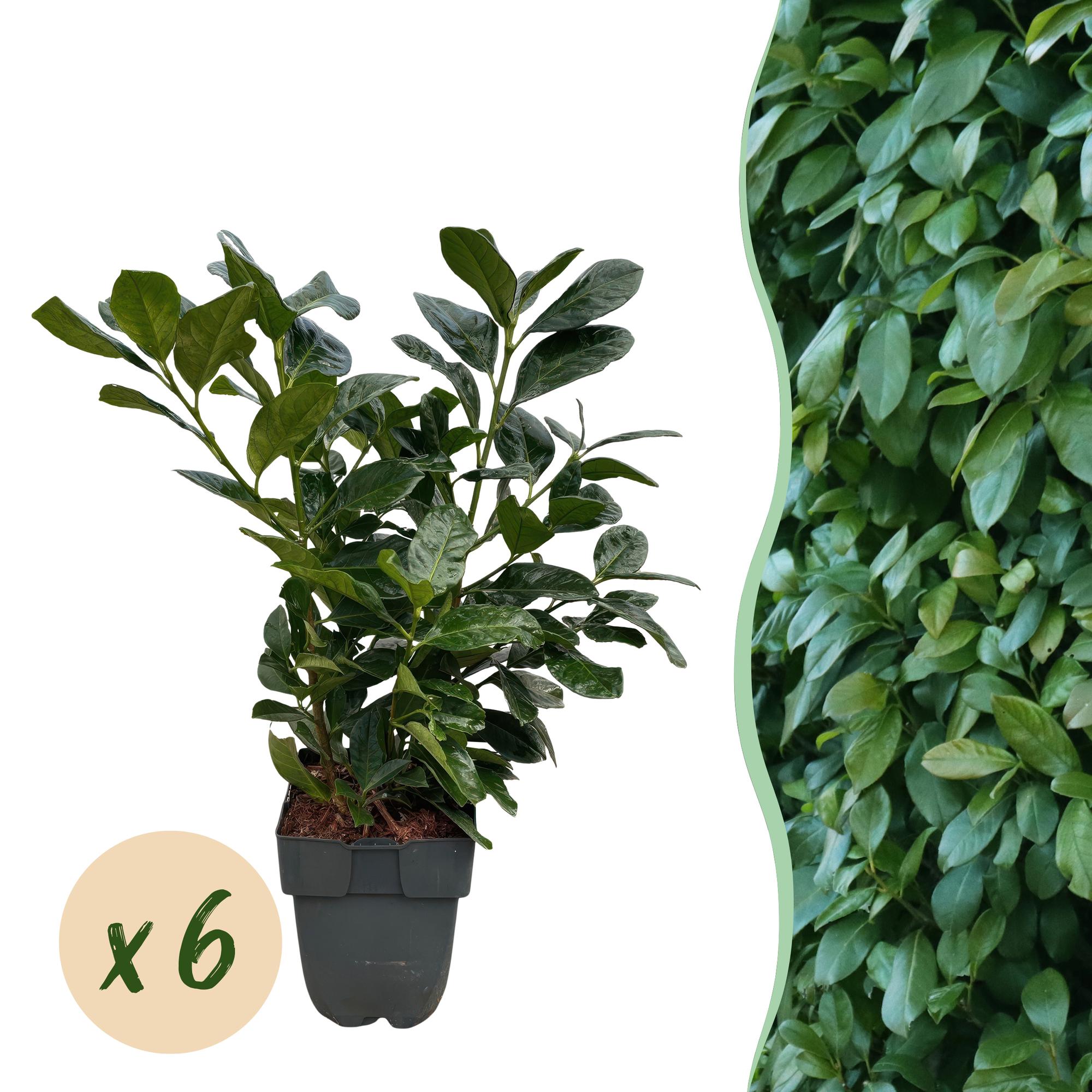 Kirschlorbeer - Prunus laurocerasus Etna - Blatt grün - 6 Pflanzen - 1 laufender Meter - immergrün - Topf 17cm Höhe 50cm
