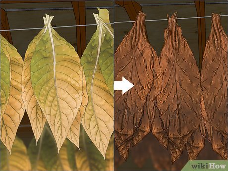 How to Dry Tobacco: 7 Steps (with Pictures)