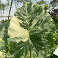 green green and cream variegation on the variegated alocasia elephant ear
